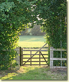 Beech Hedge