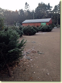 Norfolk Christmas Trees