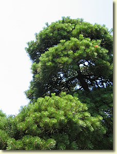 Hairy Conifer Tree